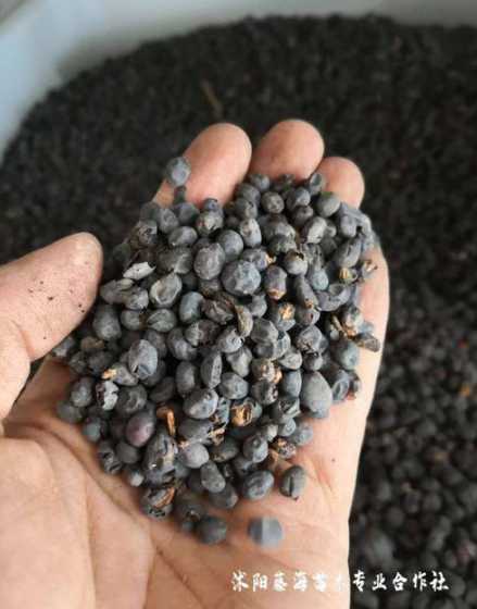 大叶女贞种子如何种植 大叶女贞种子如何种植技术大叶女贞种植管理技术