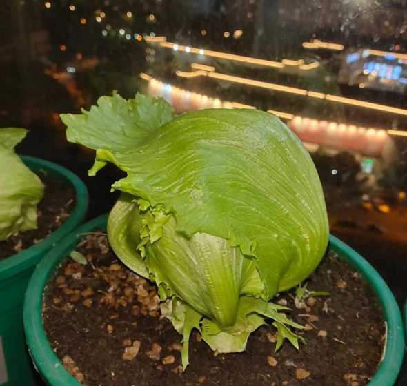 盆栽结球生菜怎么养殖 花土里有小黑虫怎么办