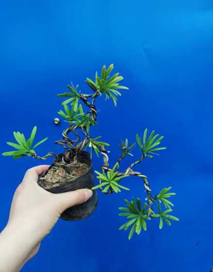 罗汉松的幼苗如何造型 造型罗汉松,罗汉松怎么养