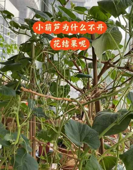盆栽胡芦为什么不开花 盆栽葫芦不开花是否能在枝上扎上小牙签丝瓜不开花就这样处理