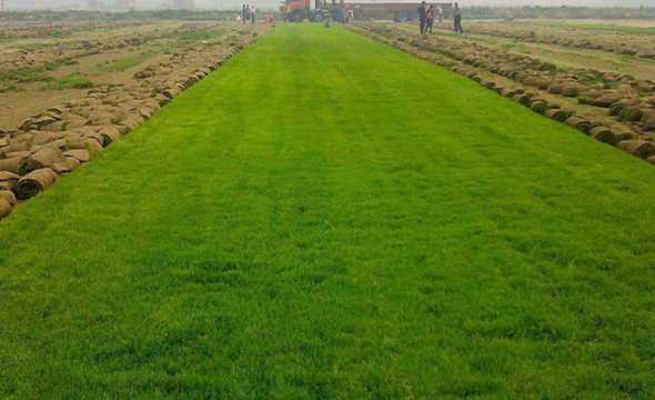 北方种什么草坪草种好 草坪种植用什么草种好