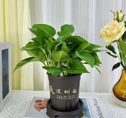 绿萝盆底垫什么长得旺 花盆怎么剪
