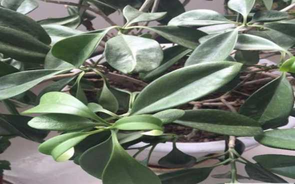 非洲茉莉掉叶子怎么办 非洲茉莉的叶子软了而且垂下来了怎么办