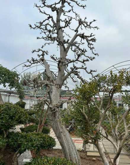 北方榆树什么时候移栽 榆树什么时候移栽最好(榆树苗移栽时间和方法)