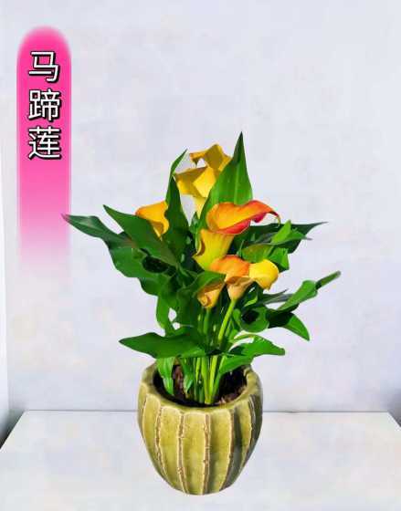 马蹄莲是什么花序类型 马蹄莲花、向日葵花、倒挂金钟三种花的开放方式是什么