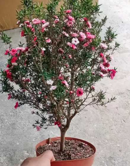 松红梅养殖用什么土壤 松红梅什么时候长花苞