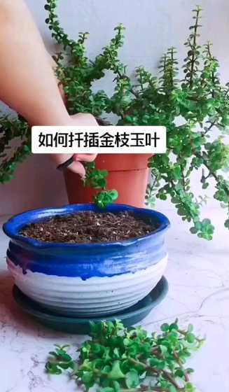 多肉金枝玉叶怎么繁殖 多肉植物:金枝玉叶 如何种植