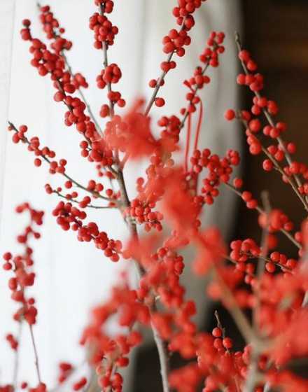 2024年春节年宵花卉 年宵花卉有哪些(常见的5种年宵花卉介绍)