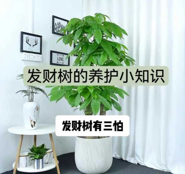 小发财树怎么养殖方法 小发财树的养殖方法和注意事项有哪些