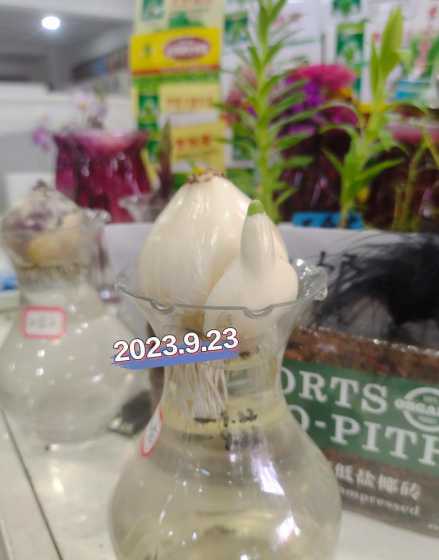 水仙球为什么越种越小 小一点的水仙种球能开花吗