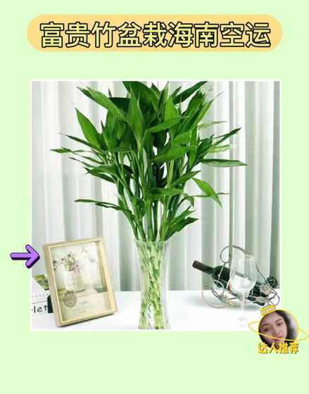 富贵竹节节高什么寓意 富贵竹有什么寓意