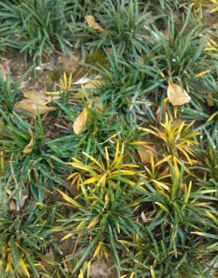 玉龙草叶子为什么发黄 玉龙草叶子枯黄怎么回事玉龙草叶子枯黄是咋回事