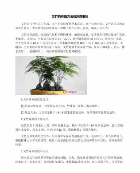 文竹海棠怎么养殖方法 云竹叶子变黄了怎么办