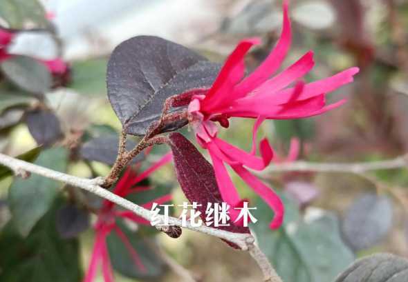 红花继木什么时间开花 红花继木什么时候开花