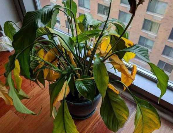 植物严重缺水怎么补救 植物缺水枯萎的拯救方法