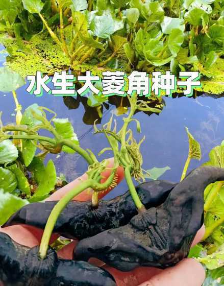 盆栽菱角怎么种植方法 阳台盆栽蔬菜应该怎么种植