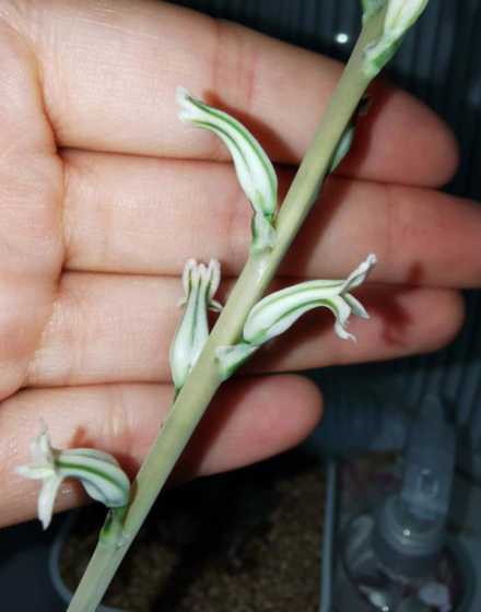 冰灯玉露开花怎么授粉 玉露种子怎么种