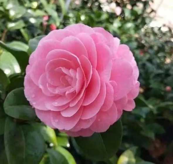 20度适合养什么花 室内温度25度以上适合养什么花