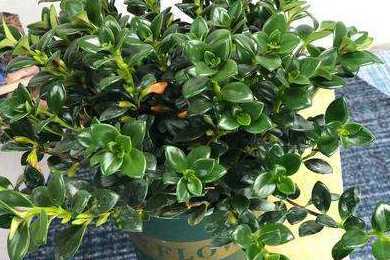 不开花植物有什么植物 不开花的植物有哪些