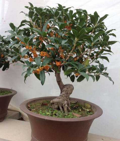 家庭怎么养桂花怎么养 桂花怎么养护