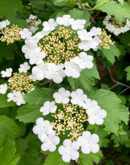 天目琼花属于什么植物 什么盆栽植物不需要阳光