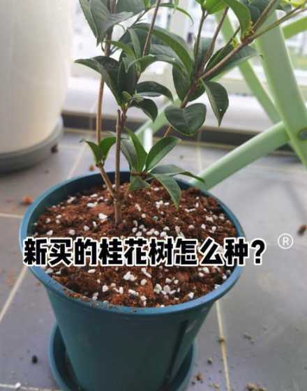 桂花树移栽后如何浇水 地栽移栽桂花树浇水时间表