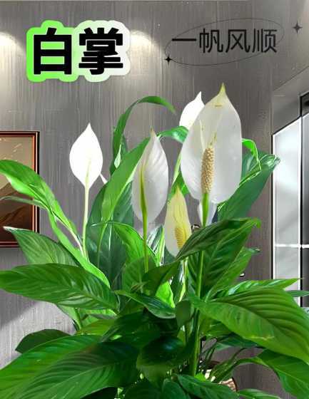 白掌为什么叫一帆风顺 白掌为什么叫一帆风顺,水养好还是土养好