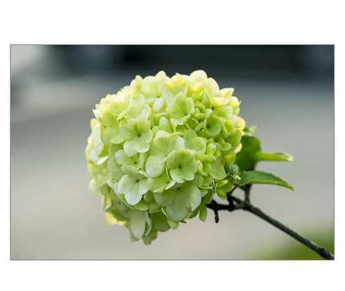 开花是绿色的花是什么 什么是绿色开花植物