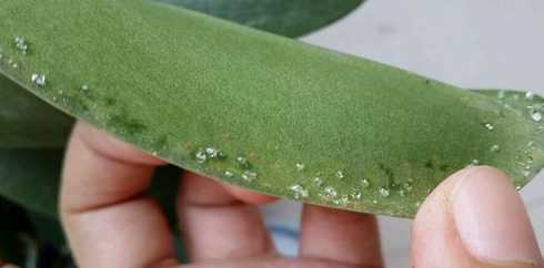 为什么花叶子上有粘液 植物叶子上为何有粘粘的东西如何有效去除