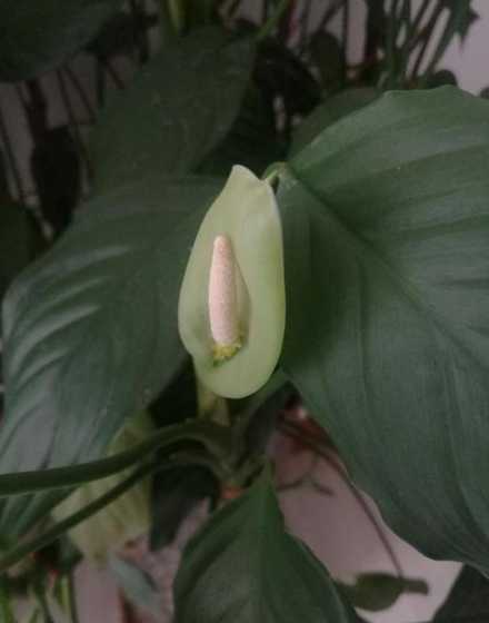 万年青的花是什么样子 彩叶万年青开花吗,开花长的什么样子