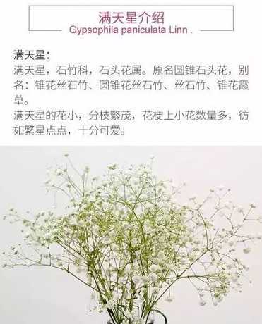 满天星为什么不能移栽 满天星多久发芽开花,满天星播种发芽后多久移栽