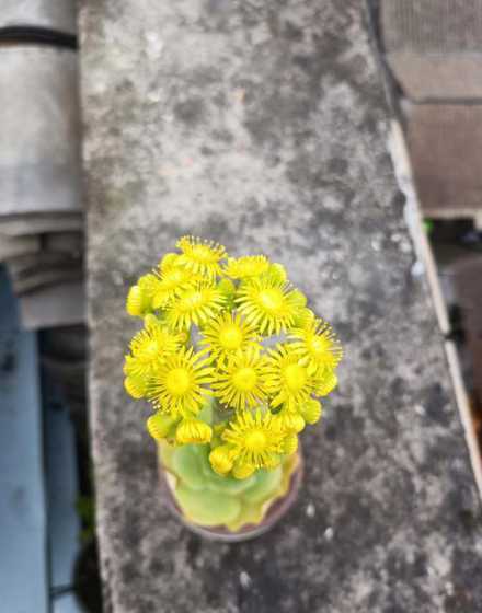怎么不让山地玫瑰开花 山地玫瑰开花后怎么办,使其开花授粉或剪除花箭