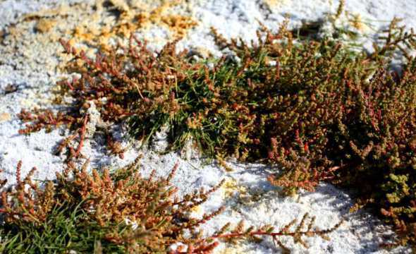 什么植物喜欢弱碱土壤 梅花用什么土