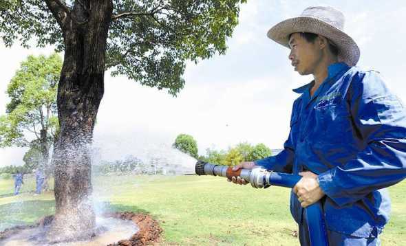 树木浇水太多会怎么样 夏季树木种植以后,合适的浇水次数是多少