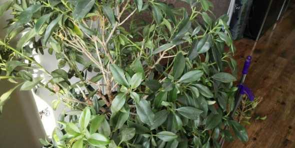 非洲茉莉花为什么烂茎 为什么我养的非洲茉莉叶子发黄掉叶片呢
