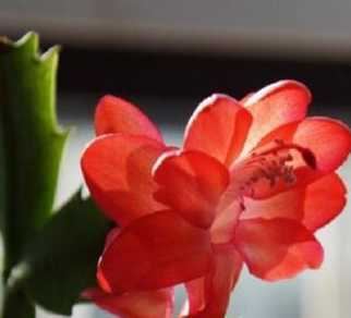 蟹爪兰花什么叫变态茎 家里养蟹爪兰风水好不好