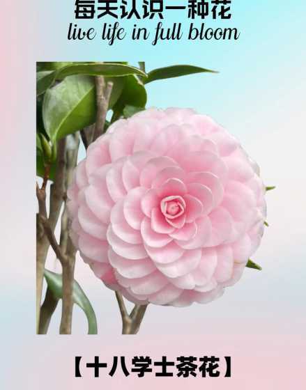 十八学士指的是什么花 十八学士是什么花呀(有图片更好)