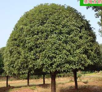 湖南桂花树多少钱一根 湖南的桂花树栽到广西会开花吗视频