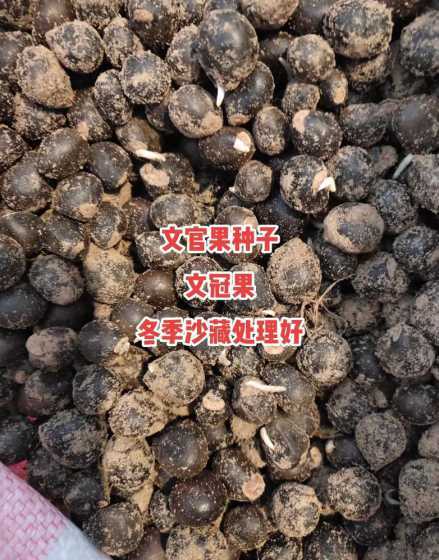 文冠果用种子怎么繁殖 文冠果种子怎么种植,种植时间与方法全过程