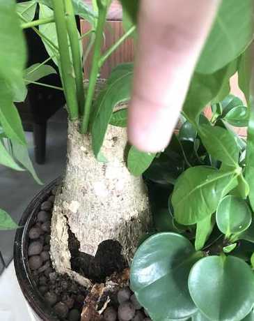 发财树根部腐烂怎么办 发财树根腐烂最快的处理方法,发财树的根茎腐烂和发软如何补救