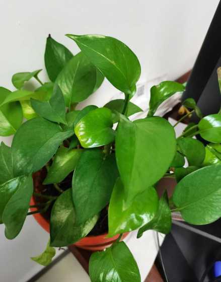 绿萝为什么会产生异味 新装修的房子中放入绿萝,叶子为什么变黄