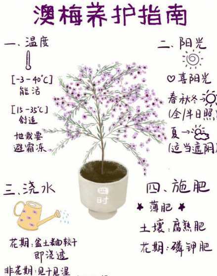 梅花怎么浇水怎么养护 盆栽梅花怎么浇水