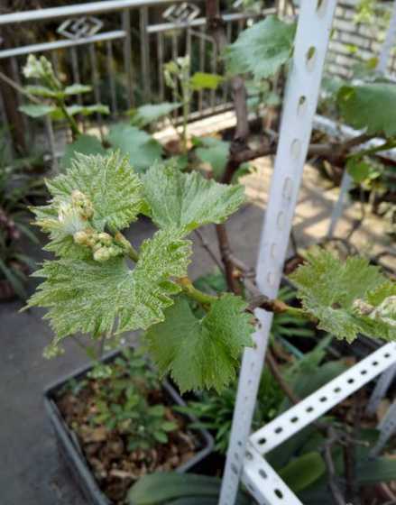 盆栽葡萄为什么发芽慢 盆栽葡萄提前发芽怎么办