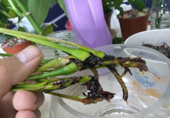 水养红掌为什么会烂根 高手说说水养红掌烂根如何处理