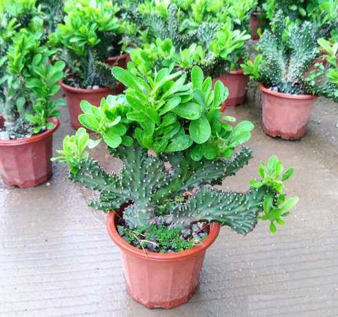 盆栽植物为什么难养活 为什么盆栽的植物会“离奇死亡”