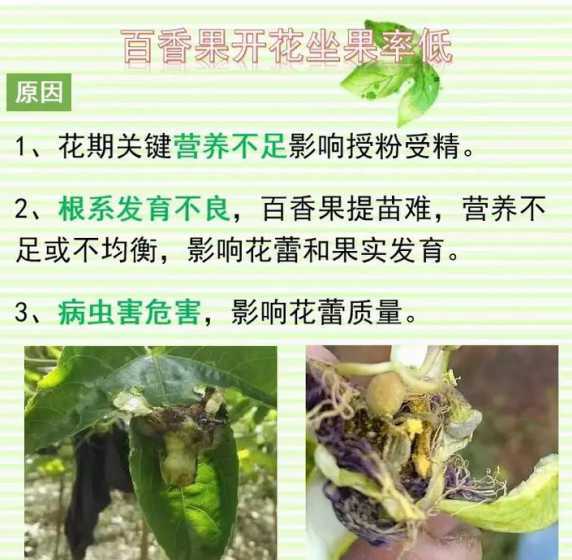 百香果为什么一年一直 百香果一年结几次果