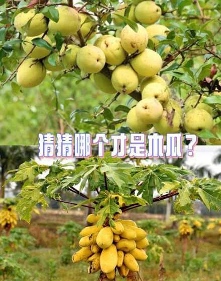 木瓜的繁殖方法是什么 木瓜的繁殖技术方法有哪些
