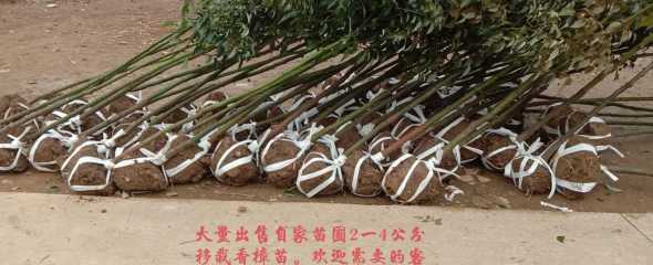 香樟树苗什么季节移载 什么树长得快