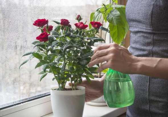 室内花怎么样养护浇水 家中养花什么时间浇水好(室内浇花什么时间浇水合适)