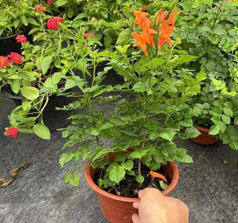 凌霄藤种植后怎么养护 凌宵和紫藤能否交错种植